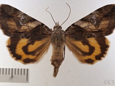 dorsal view of adult Catocala pretiosa