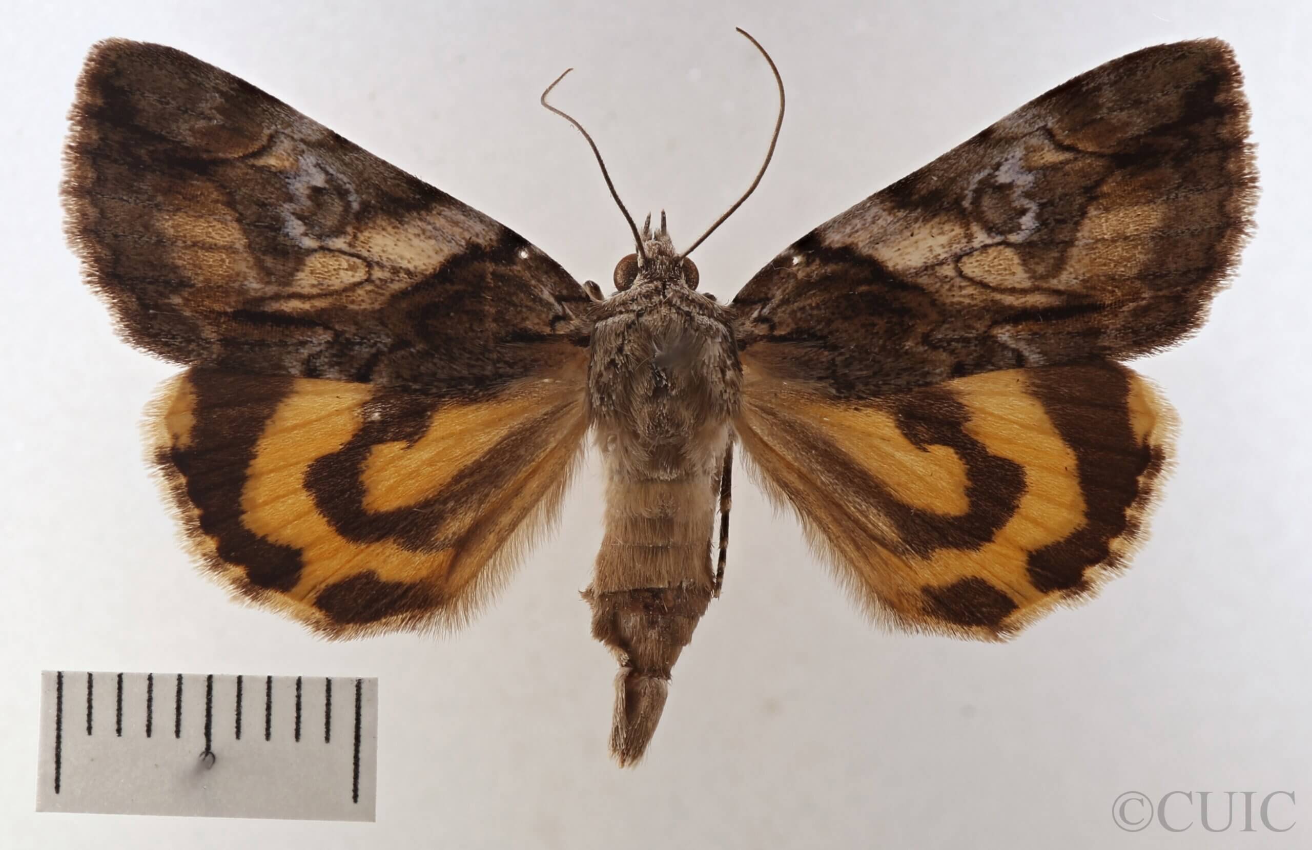 dorsal view of adult Catocala pretiosa