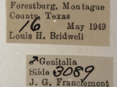 label view of adult Catocala pretiosa