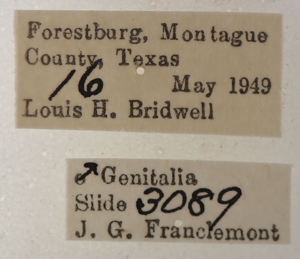 label view of adult Catocala pretiosa