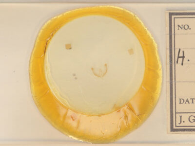 slide view of adult Homophoberia apicosa