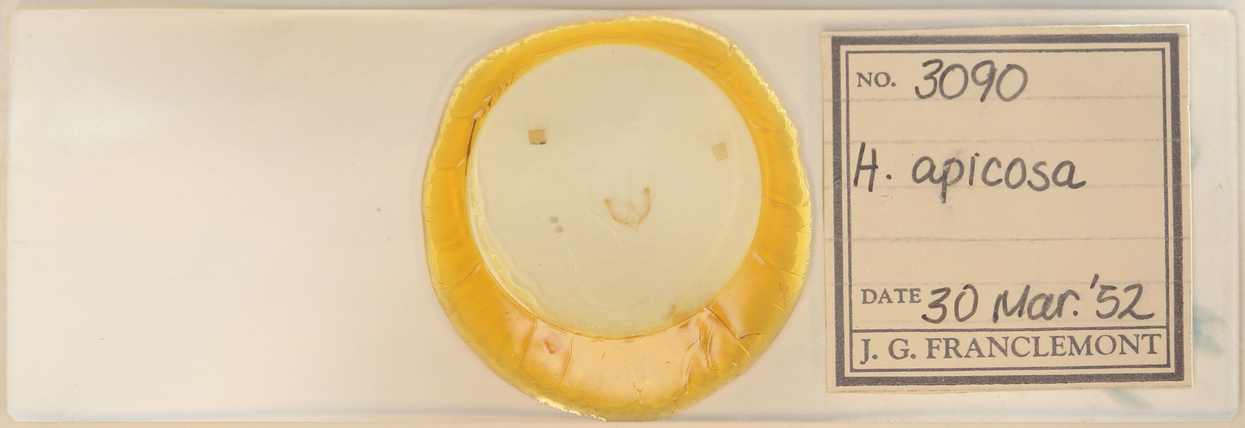 slide view of adult Homophoberia apicosa