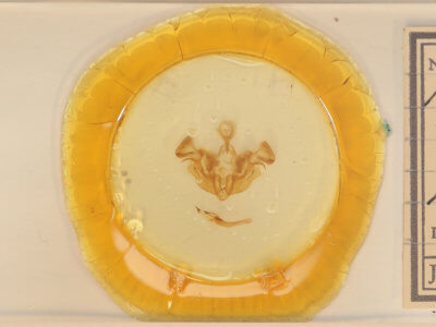 slide view of adult Apamea nigrior