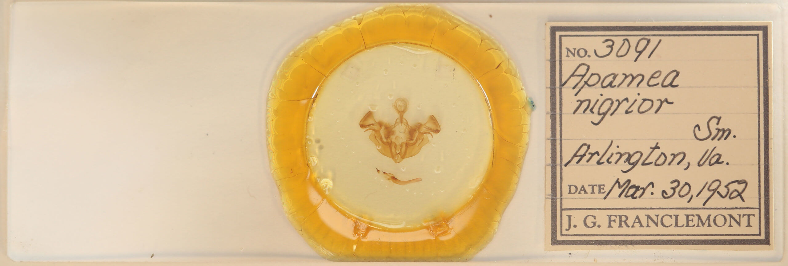 slide view of adult Apamea nigrior