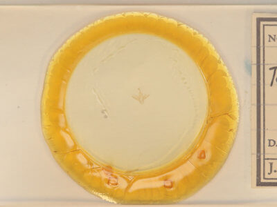 slide view of adult Tetanolita