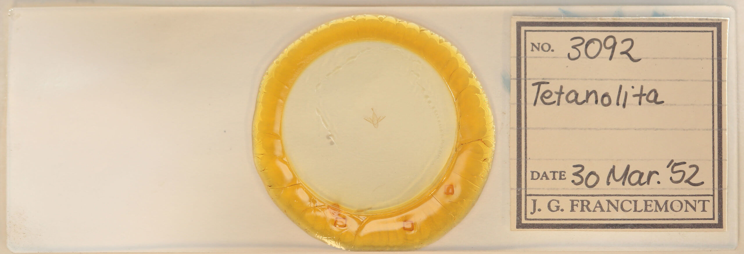 slide view of adult Tetanolita