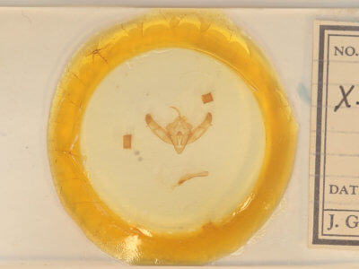 slide view of adult Xestia dolosa