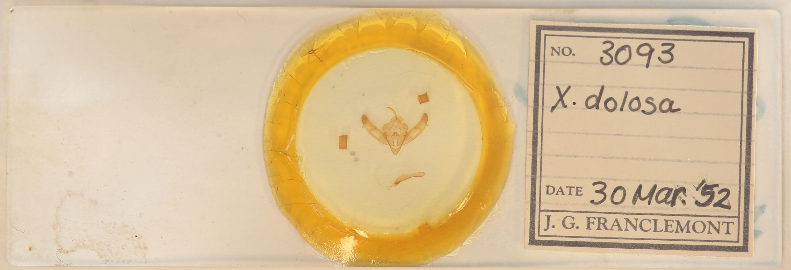 slide view of adult Xestia dolosa