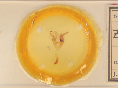 slide view of adult Zale metatoides