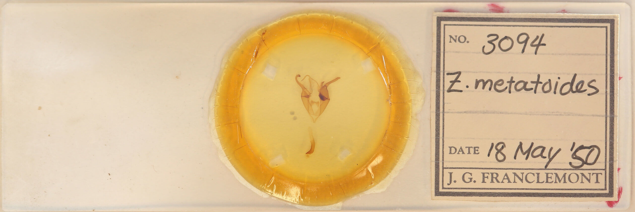 slide view of adult Zale metatoides