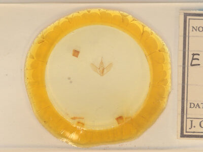 slide view of adult Eusarca confusaria