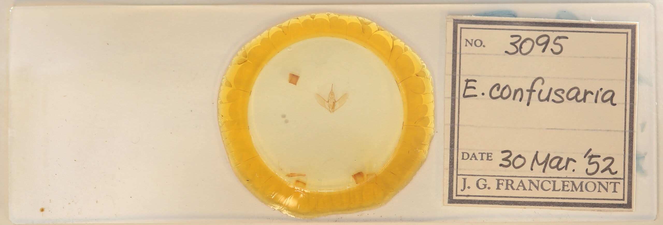 slide view of adult Eusarca confusaria