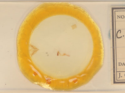 slide view of adult Cerma cerintha