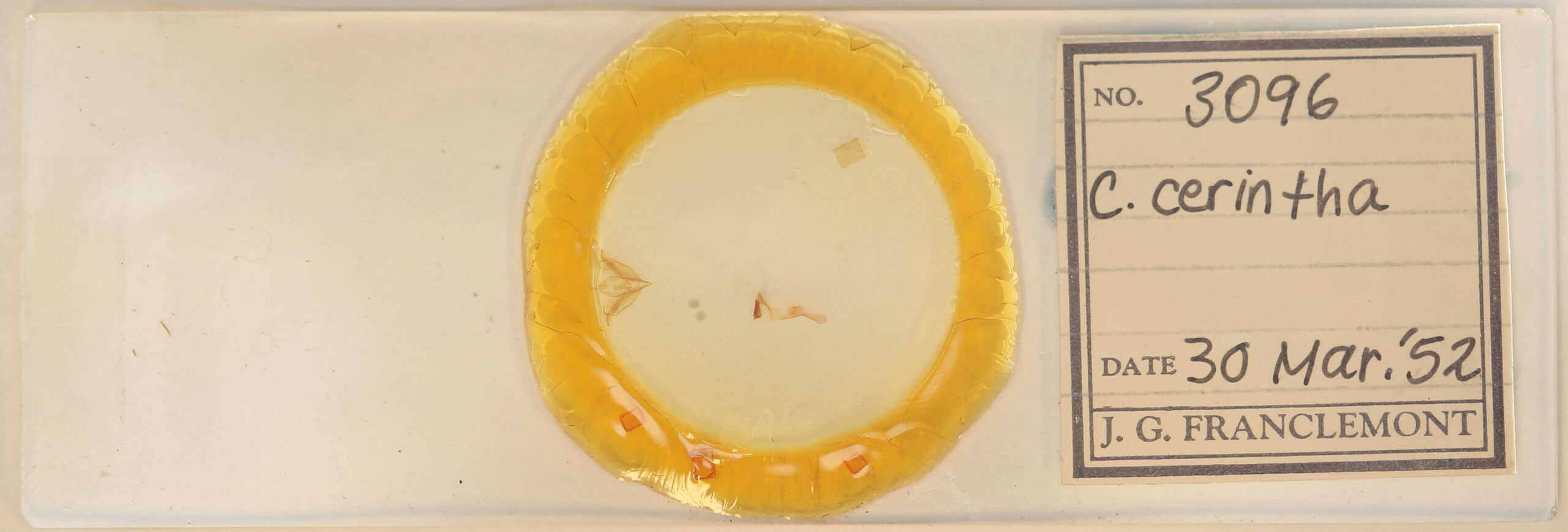 slide view of adult Cerma cerintha