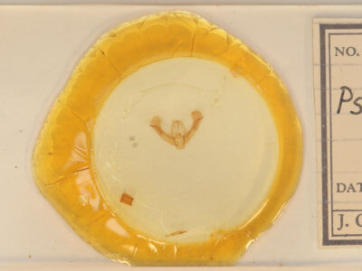 slide view of adult Pseudorthodes