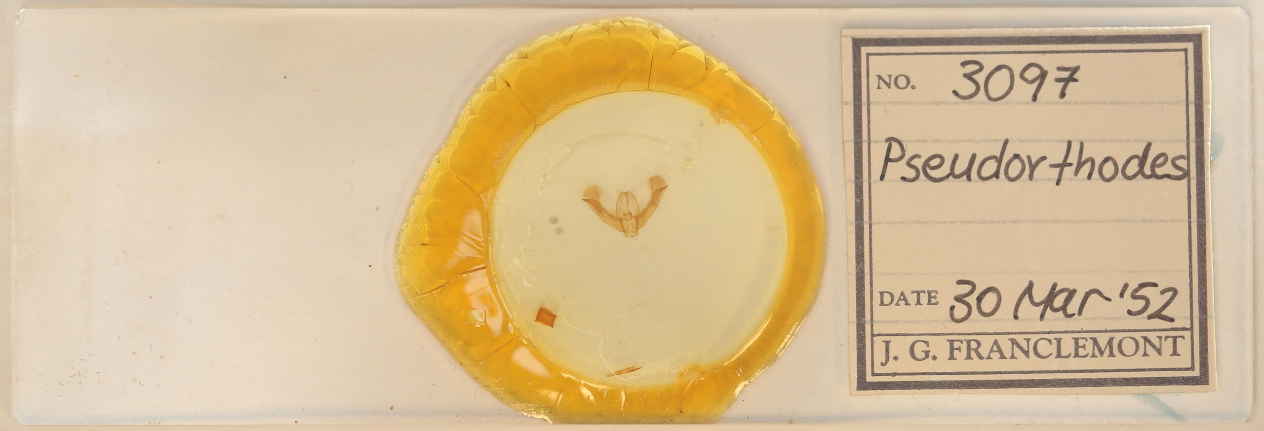 slide view of adult Pseudorthodes