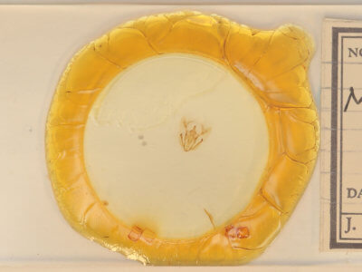 slide view of adult Melanolophia canadaria