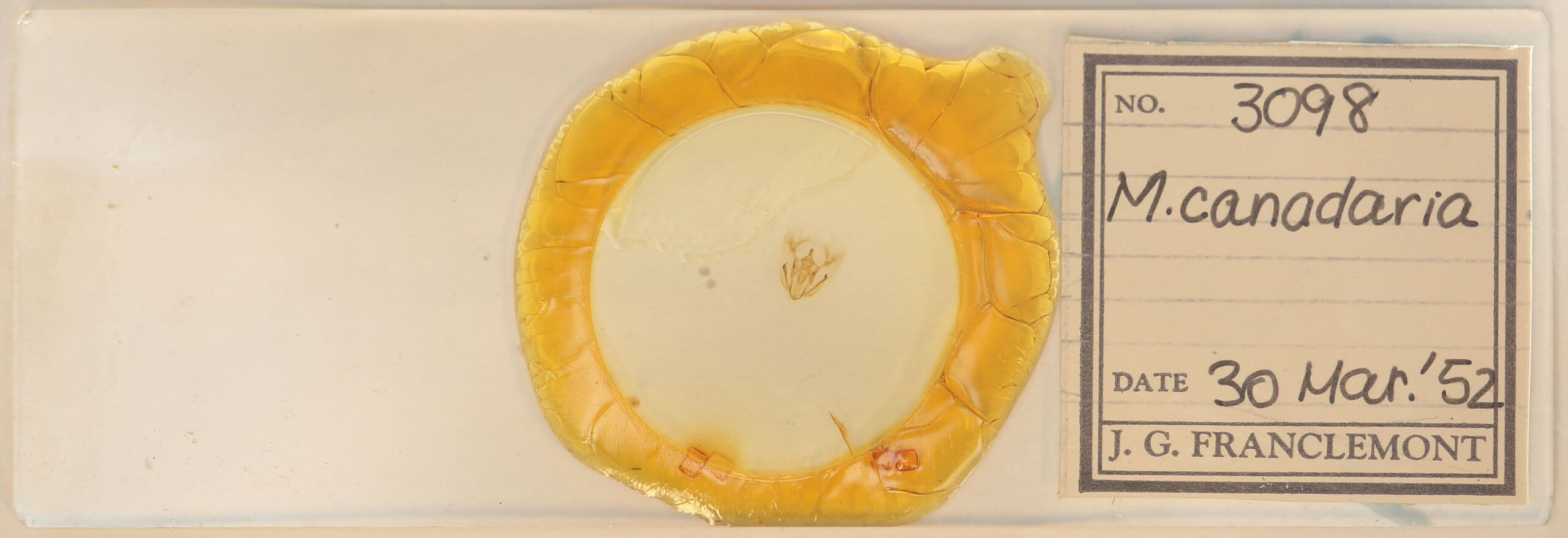 slide view of adult Melanolophia canadaria