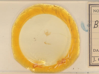 slide view of adult Balsa tristrigella