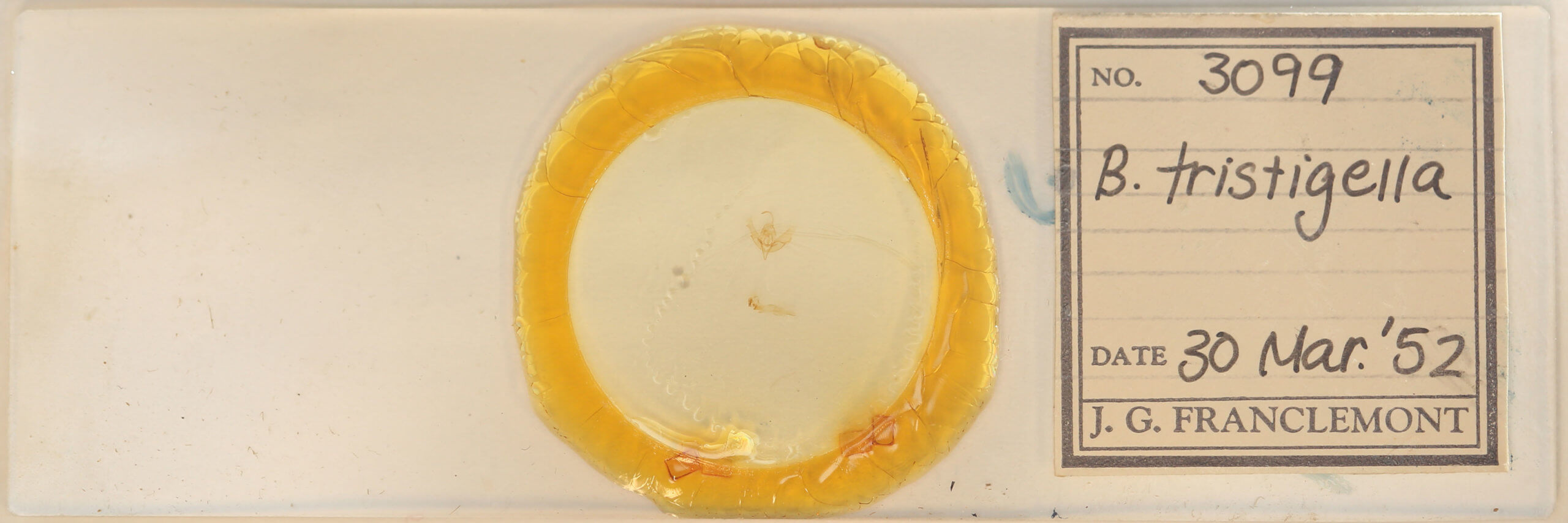 slide view of adult Balsa tristrigella