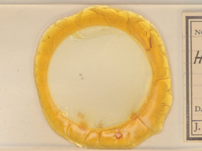 slide view of adult Heterophleps triguttaria