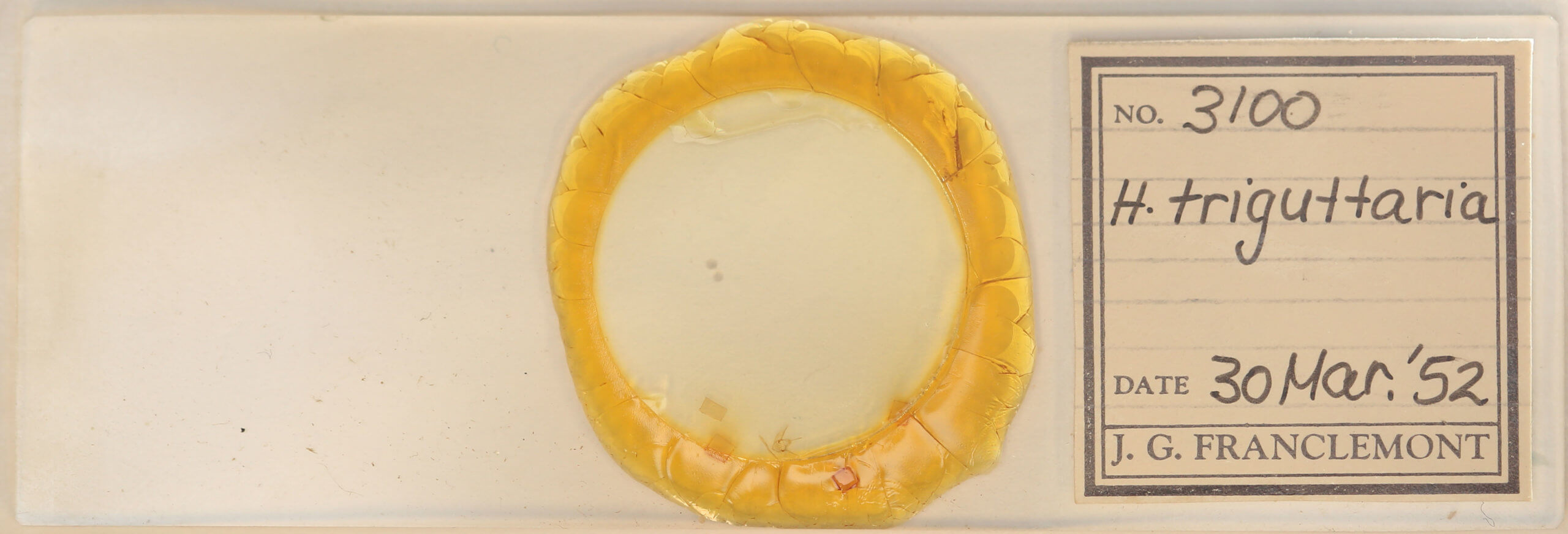 slide view of adult Heterophleps triguttaria