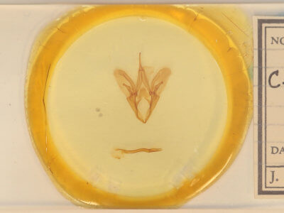 slide view of adult Catocala coccinata