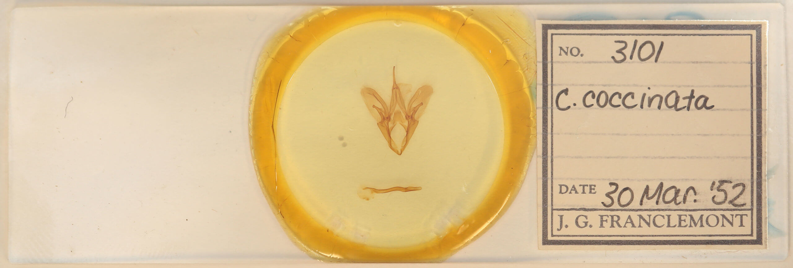 slide view of adult Catocala coccinata