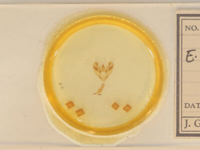 slide view of adult Euchlaena muzaria