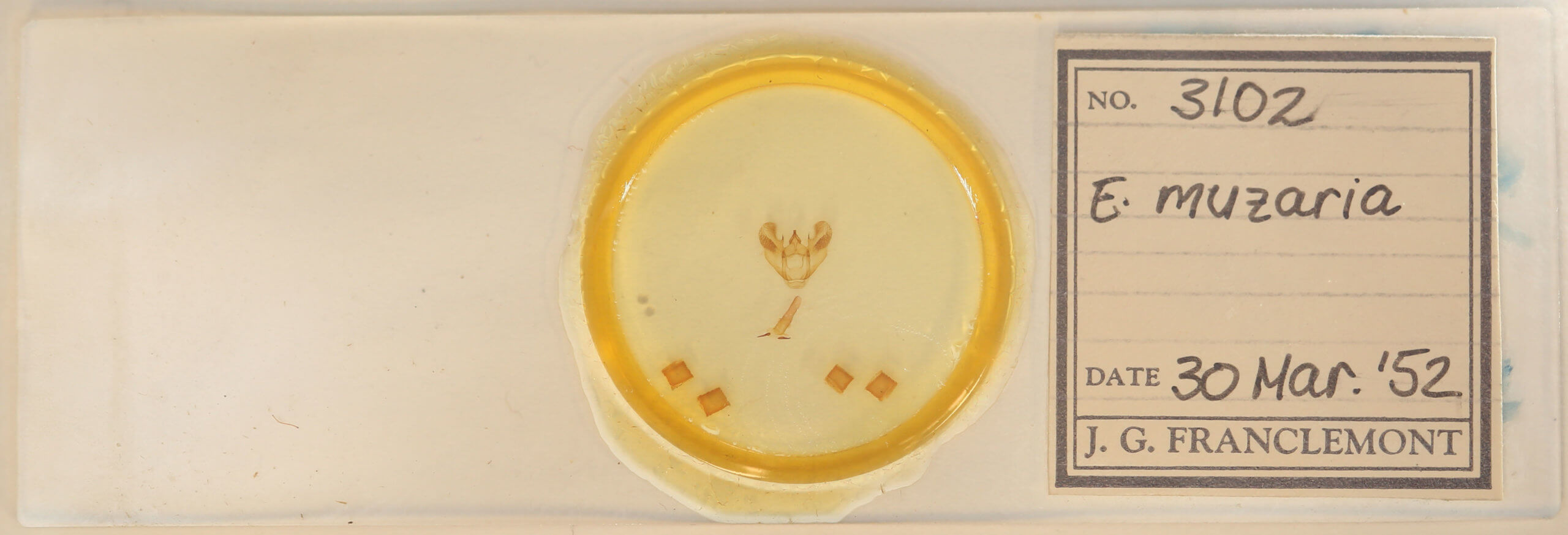 slide view of adult Euchlaena muzaria