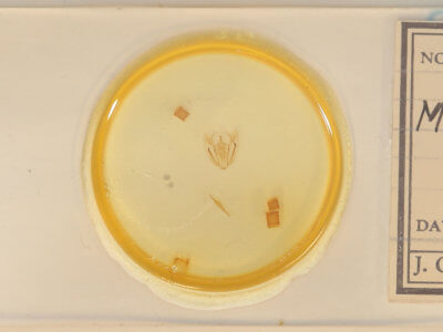 slide view of adult Melanolophia canadaria