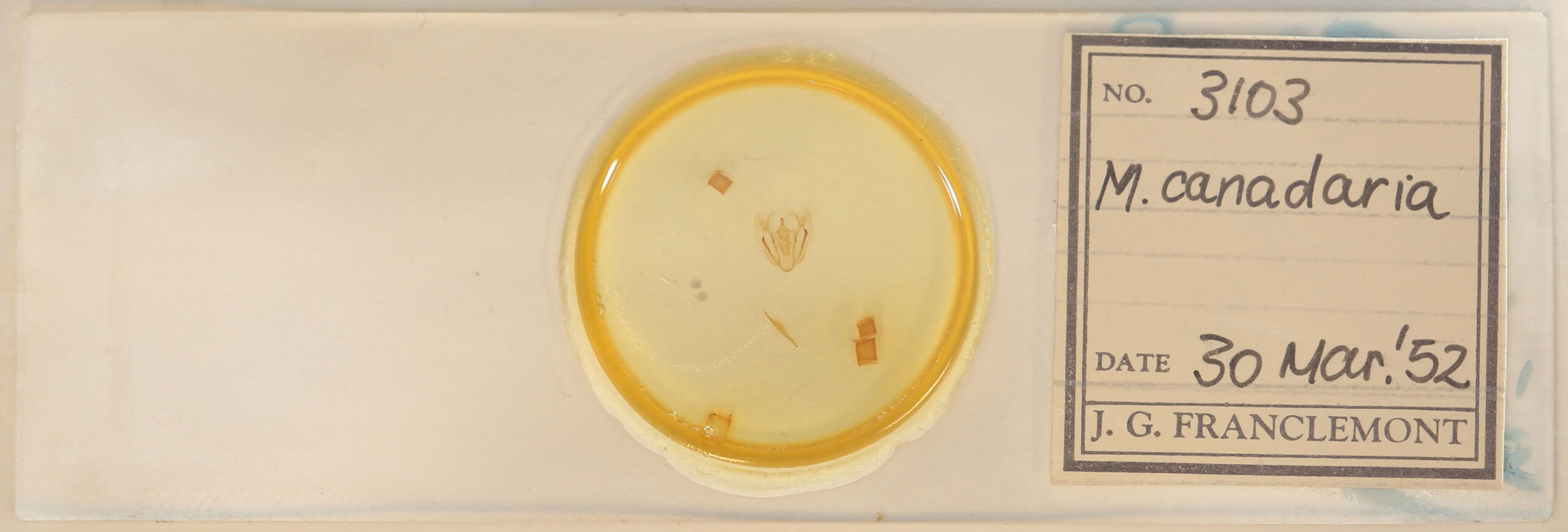 slide view of adult Melanolophia canadaria