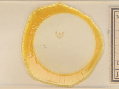 slide view of adult Meganola phylla