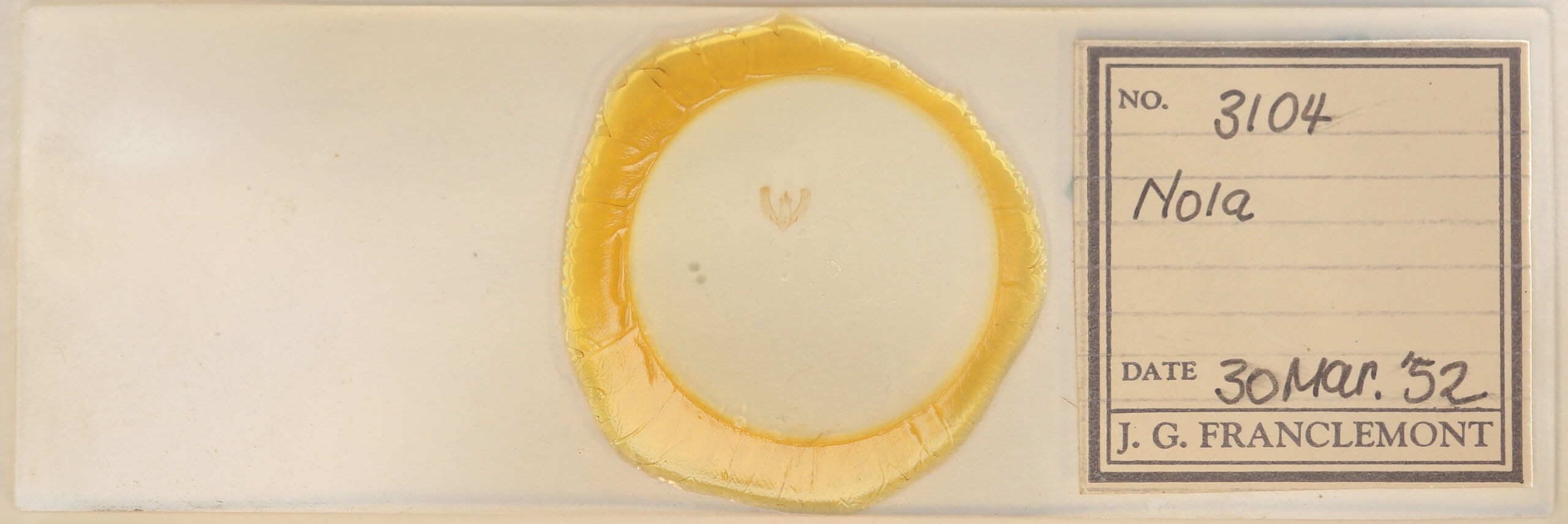 slide view of adult Meganola phylla