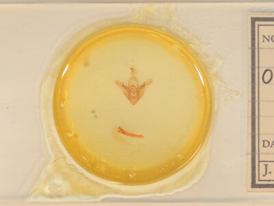 slide view of adult Orthodes cynica