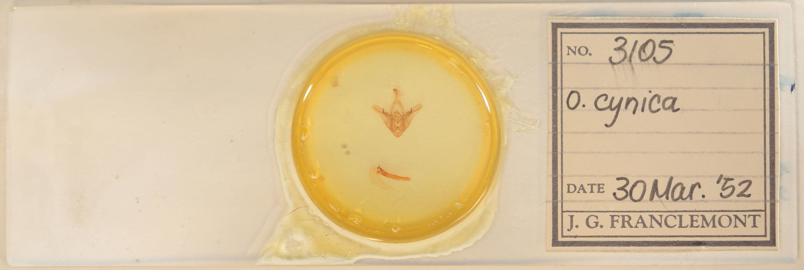 slide view of adult Orthodes cynica