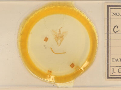 slide view of adult Catocala mira