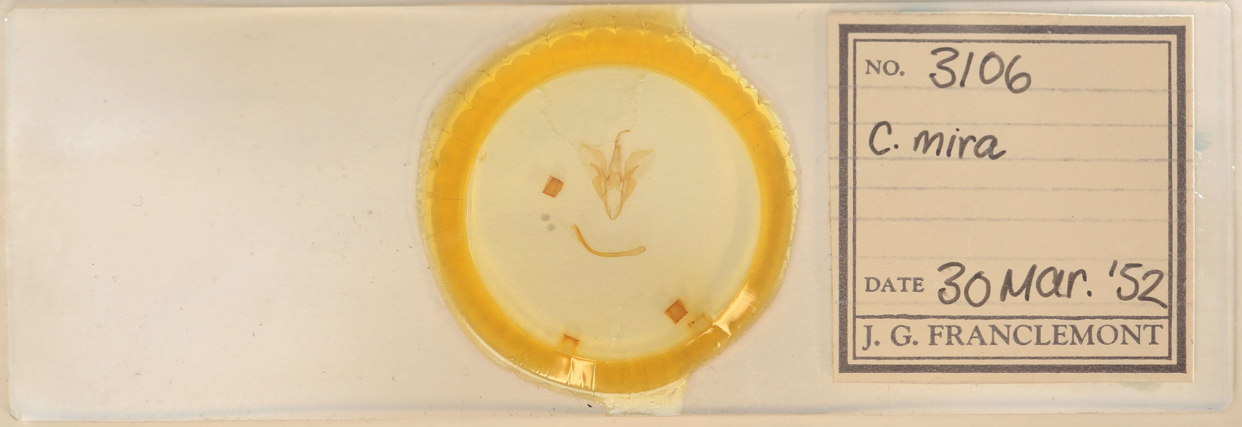 slide view of adult Catocala mira