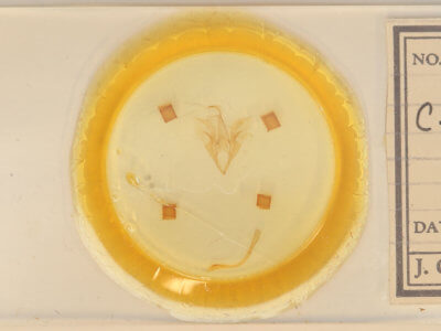 slide view of adult Catocala mira