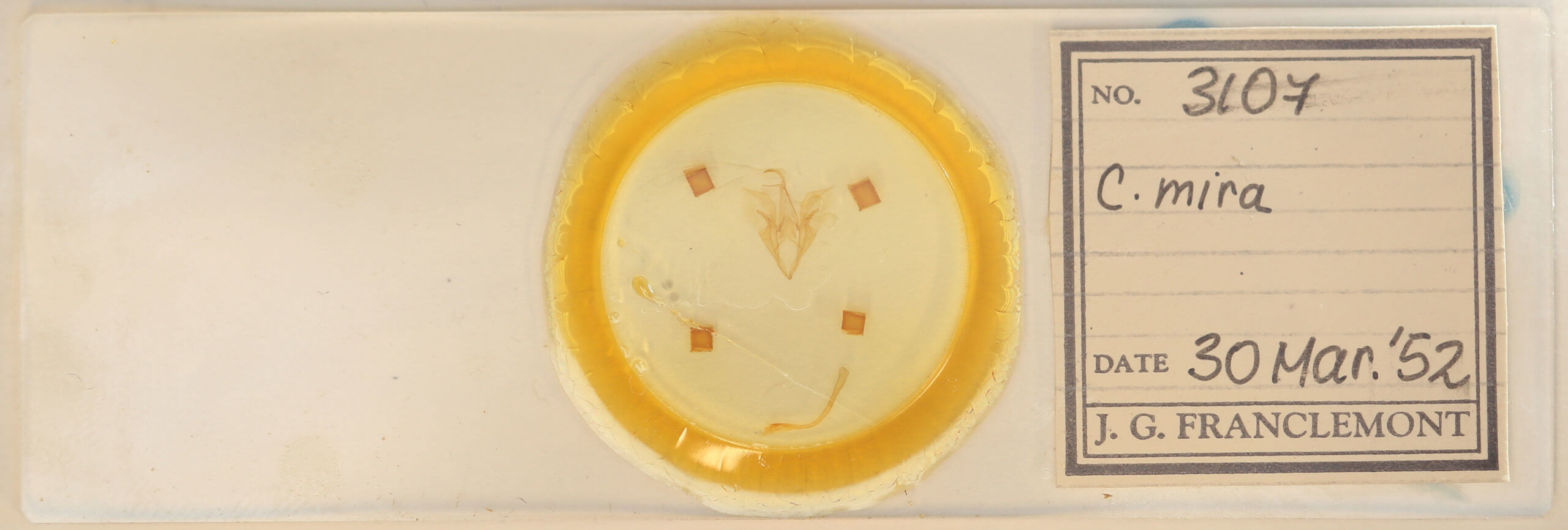 slide view of adult Catocala mira