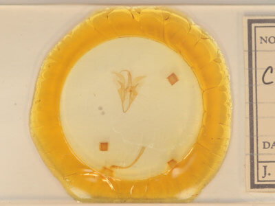 slide view of adult Catocala mira