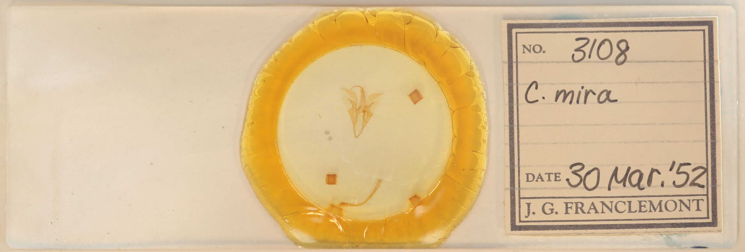 slide view of adult Catocala mira