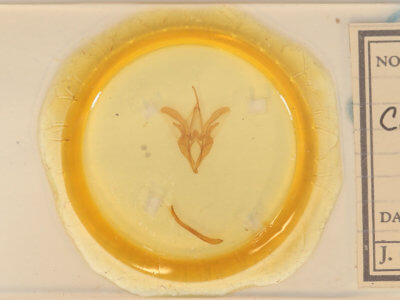 slide view of adult Catocala amestris