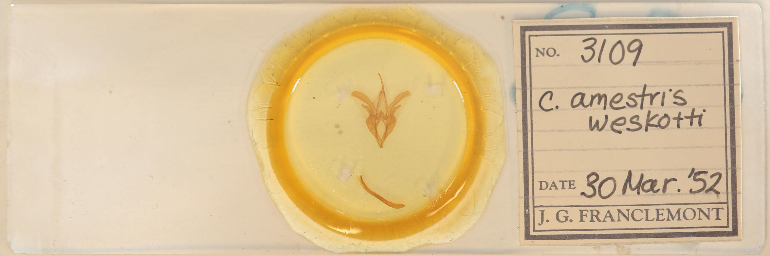 slide view of adult Catocala amestris