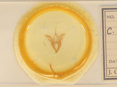 slide view of adult Catocala amestris