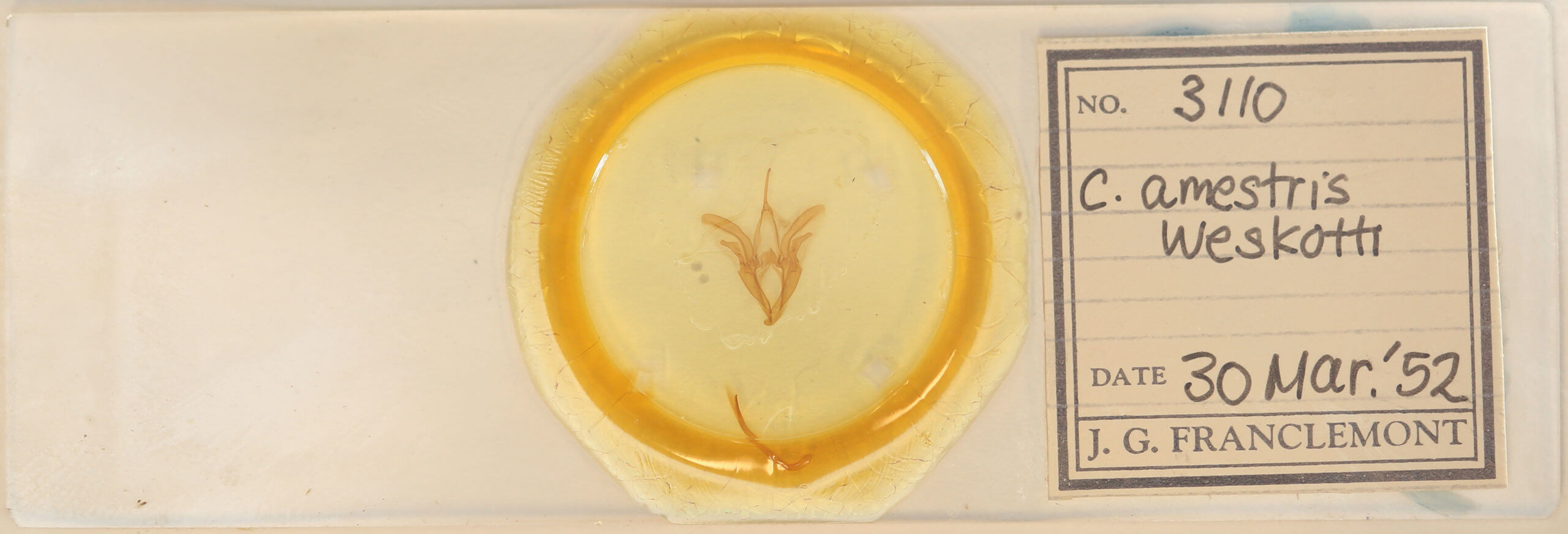 slide view of adult Catocala amestris