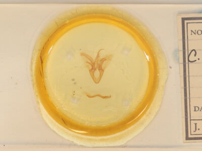 slide view of adult Catocala micronympha