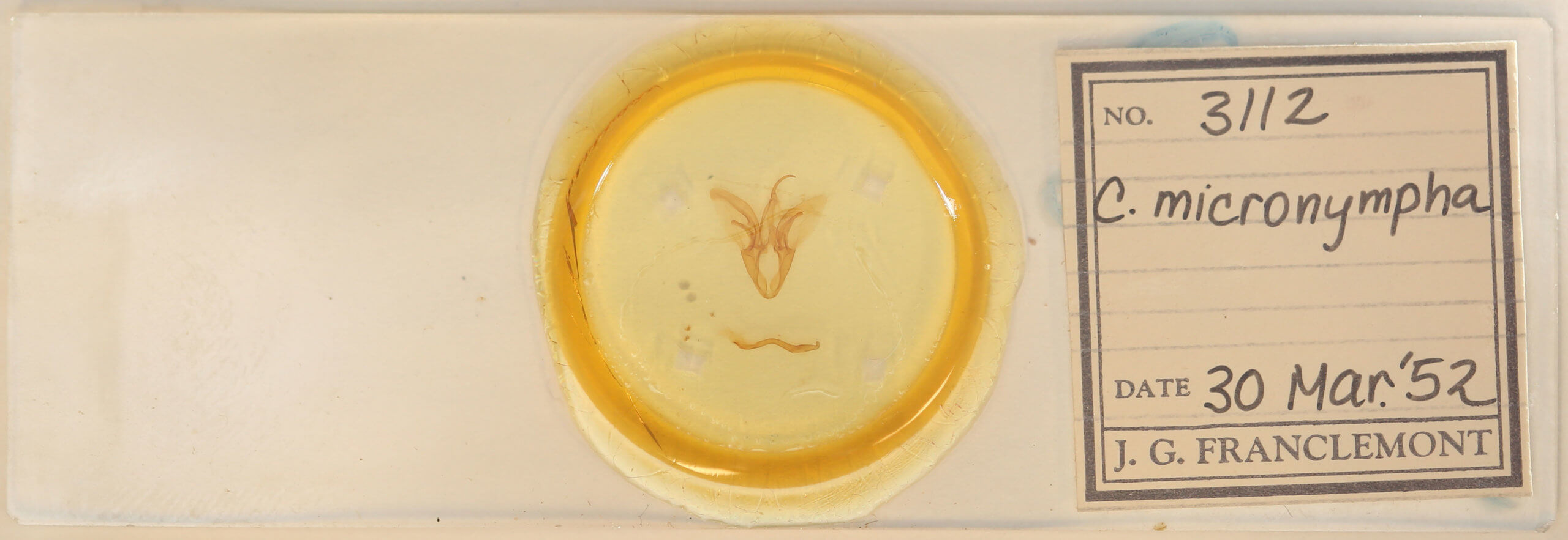 slide view of adult Catocala micronympha