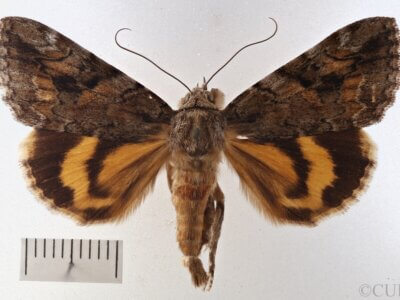 dorsal view of adult Catocala micronympha