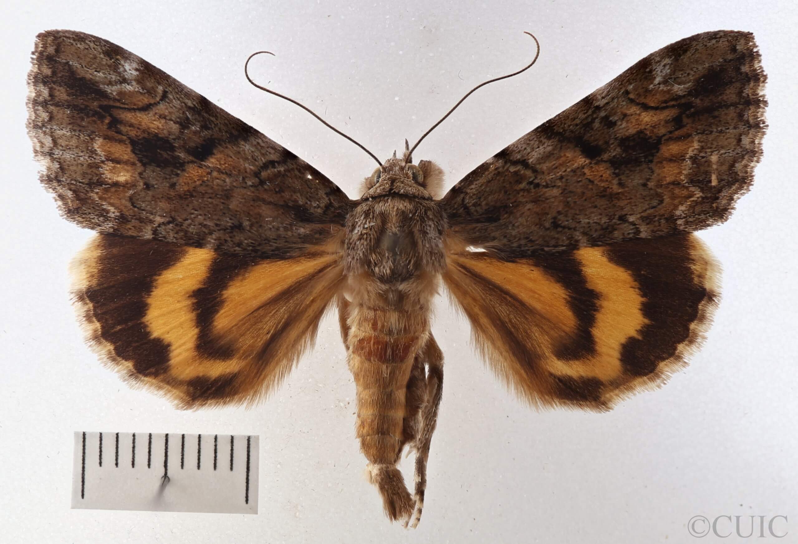 dorsal view of adult Catocala micronympha